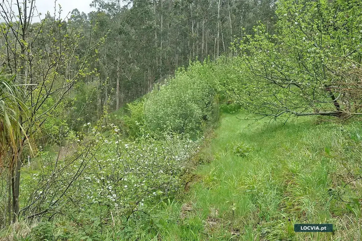 Terreno à venda em Canhas, Ponta do Sol