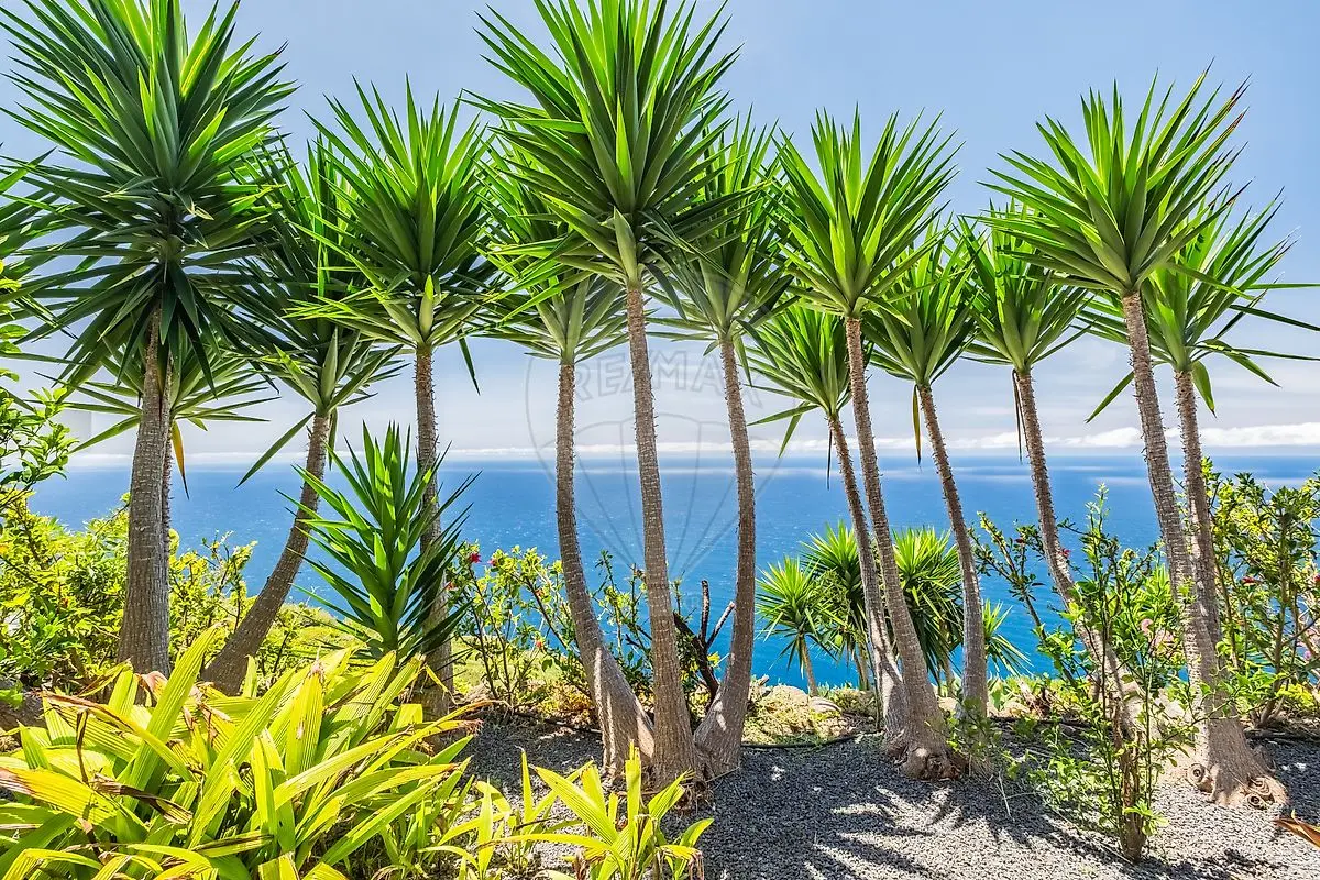 Moradia T3 de luxo à venda em Fajã da Ovelha, Calheta (Madeira)