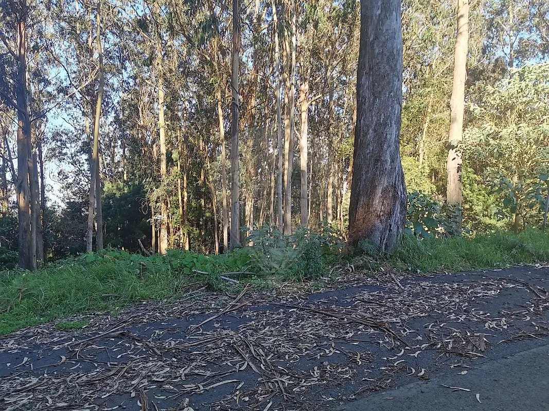 Terreno à venda em Santo António da Serra, Machico
