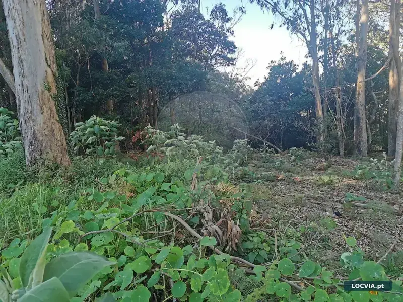 Terreno à venda em Santo António da Serra, Machico