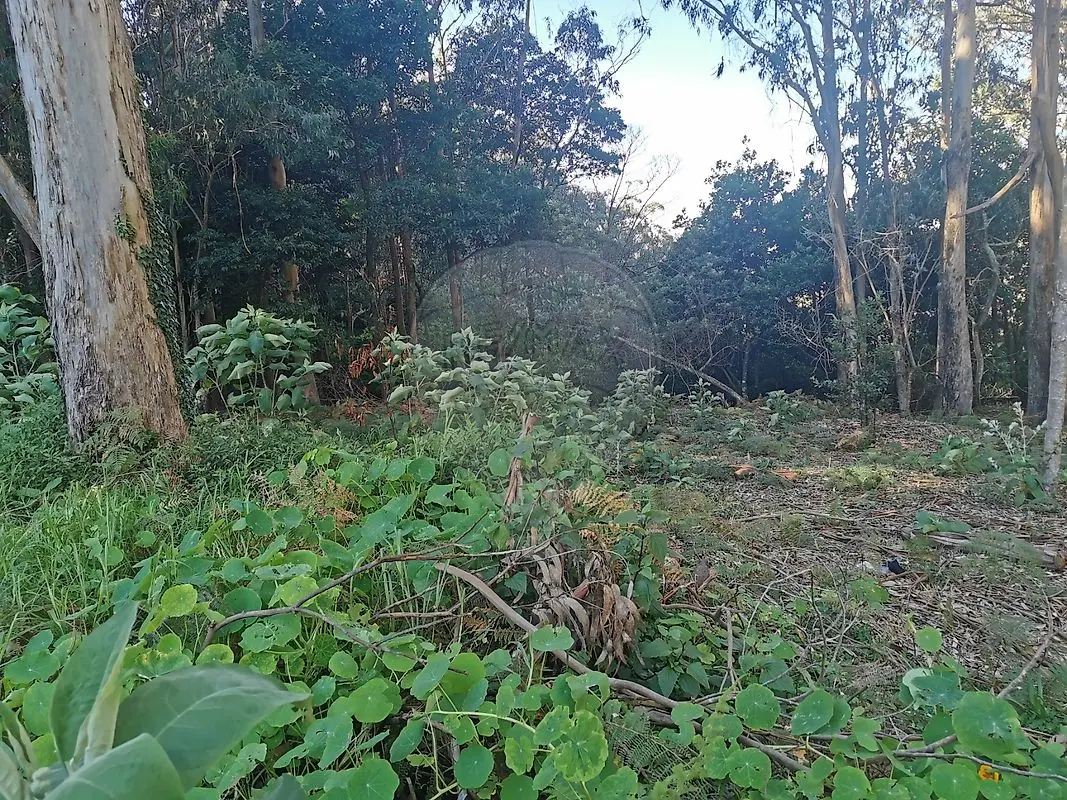 Terreno à venda em Santo António da Serra, Machico