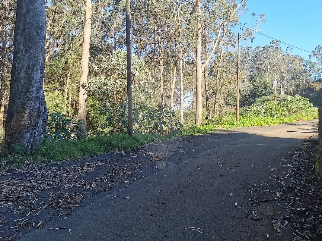 Terreno à venda em Santo António da Serra, Machico